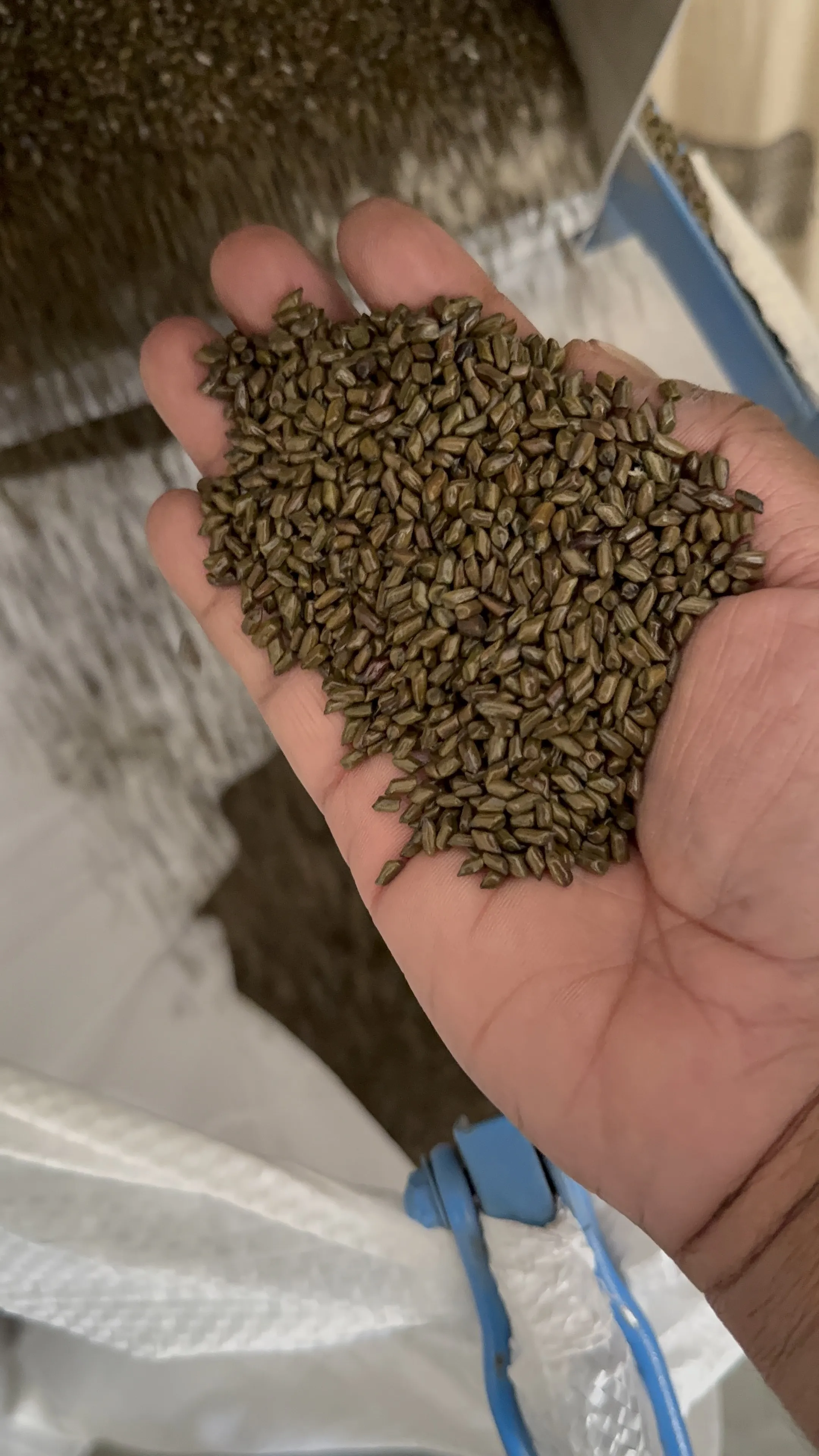 Cassia Tora (Senna tora) seeds held in an open hand above bulk storage bags