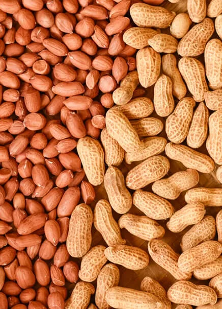 Shelled red-skinned peanuts beside in-shell peanuts