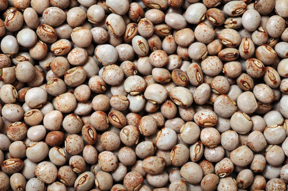Close-up of whole speckled pigeon peas
